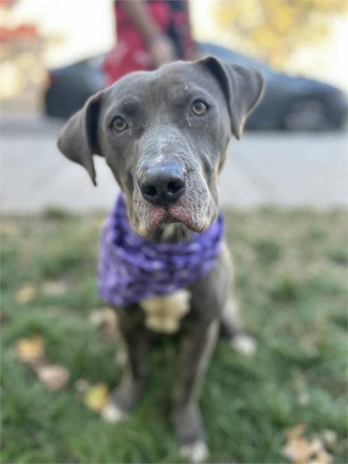 Marilyn the Pit Bull Terrier Mix at Associated Humane Societies - Newark