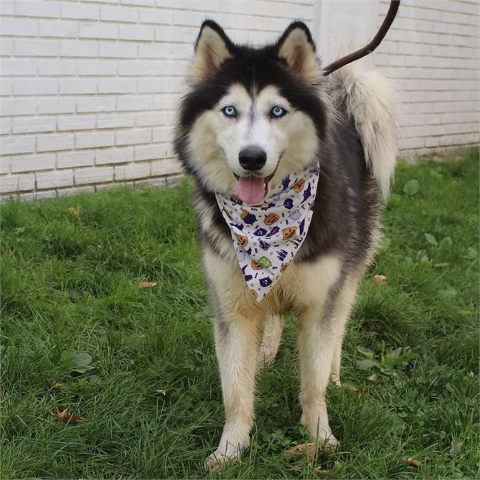 Stormy the Siberian Husky at Associated Humane Societies - Newark