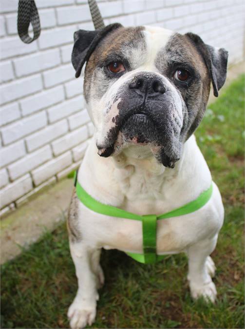 Big Juicy the American Bulldog & Boxer Mix at Associated Humane Societies - Newark