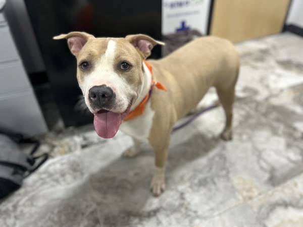 Brock the Pit Bull Terrier Mix at Associated Humane Societies - Newark