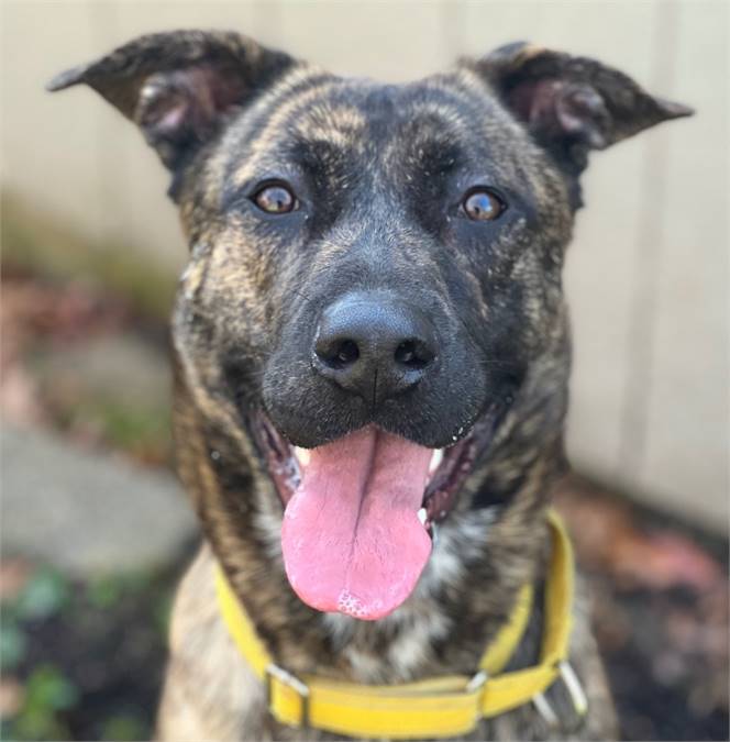 Stella the Shepherd Mix at Best Friend Dog and Animal Adoption, Inc.