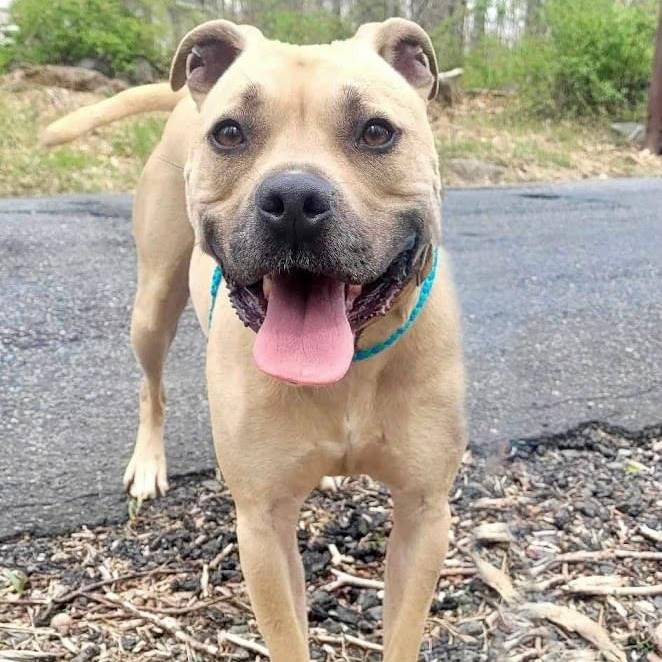 Hiro the American Staffordshire Terrier Mix