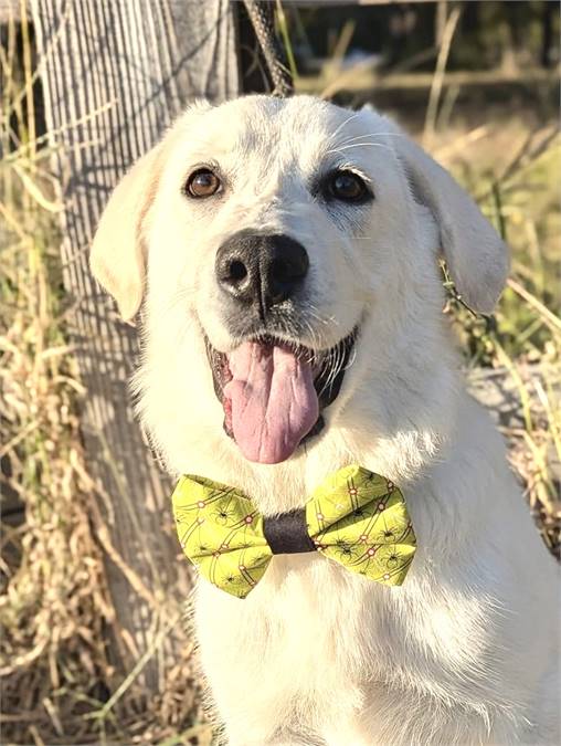 Pugsley the Great Pyrenees Mix at Big Dog Rescue Project