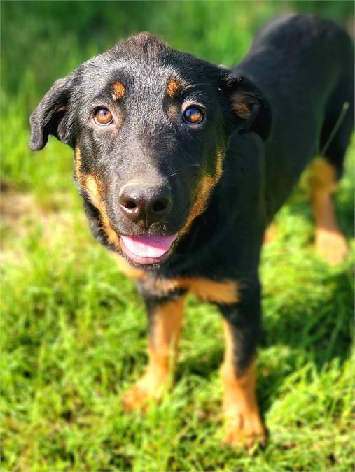 Sprout the English Shepherd & Great Pyrenees Mix at Big Dog Rescue Project