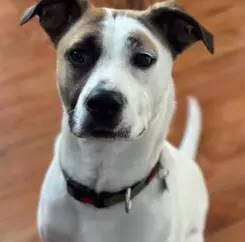 Graham the American Foxhound Mix at Brick City Rescue