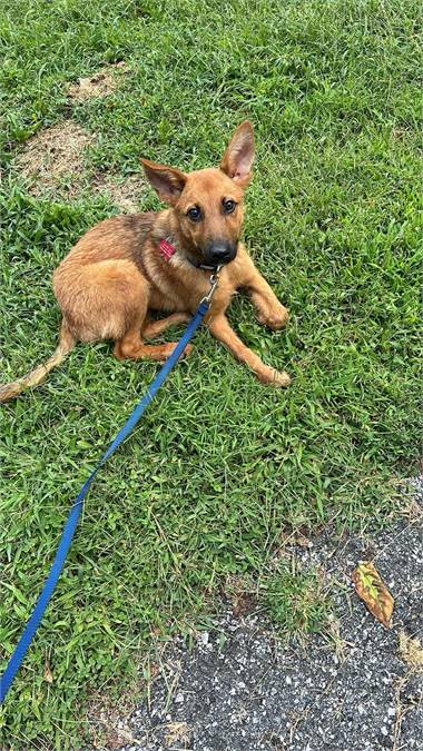 Shrek the Collie & Shepherd Mix at Cold Nose Warm Heart Dog Rescue