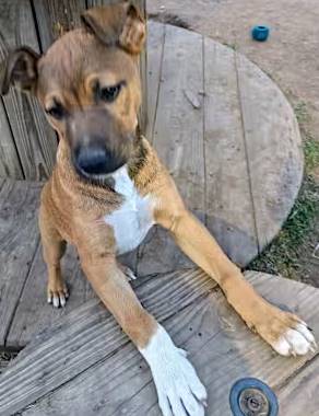 Bailey Katie the Shepherd/Staffordshire Bull Terrier at Friends With Four Paws