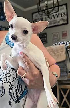 Elena Caliente the Chihuahua at Friends With Four Paws