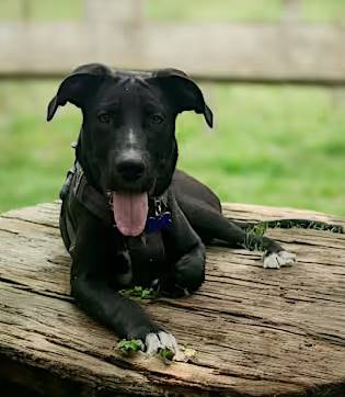 Mac the Pit Bull Terrier/German Shepherd Dog at FurryTail Endings Canine Rescue