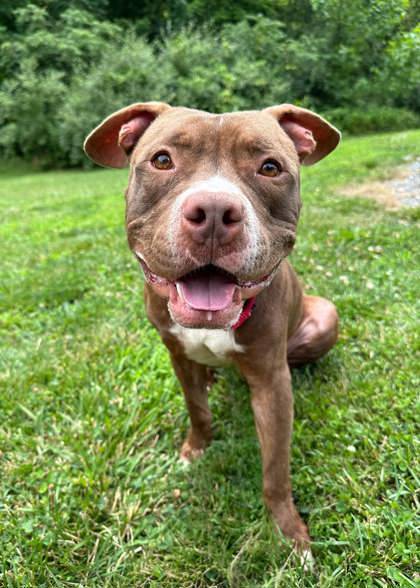 Bullet the Mixed Breed at Homeward Bound