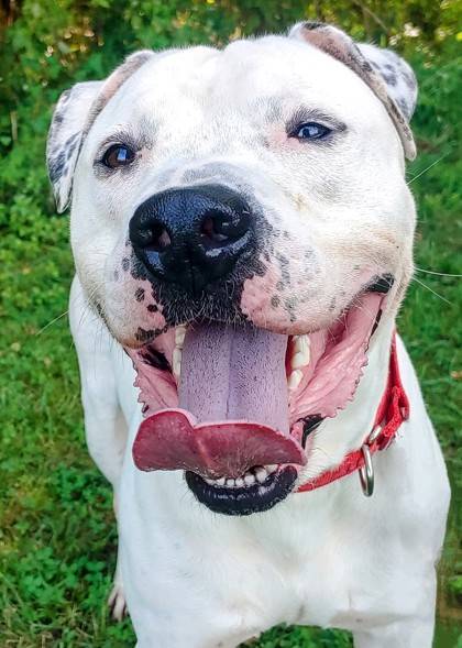 Ghost the Mixed Breed at Homeward Bound