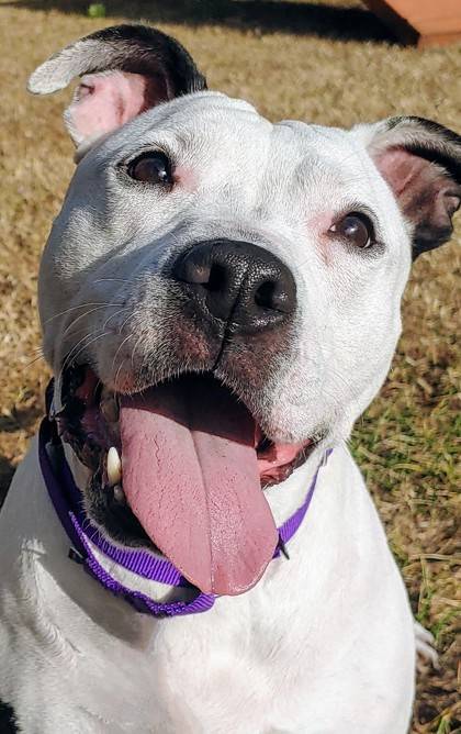 Miss Luna the Terrier, American Pit Bull/Mix at Homeward Bound