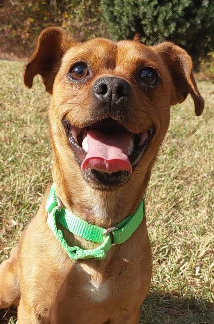 Pork Roll the Chihuahua, Short Coat/Mix at Homeward Bound