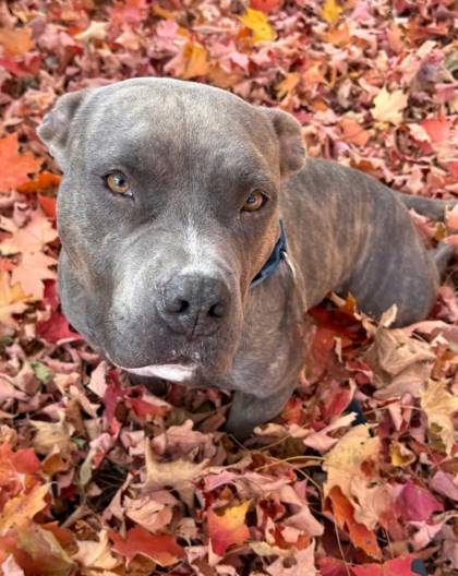 Walton the Mixed Breed at Homeward Bound