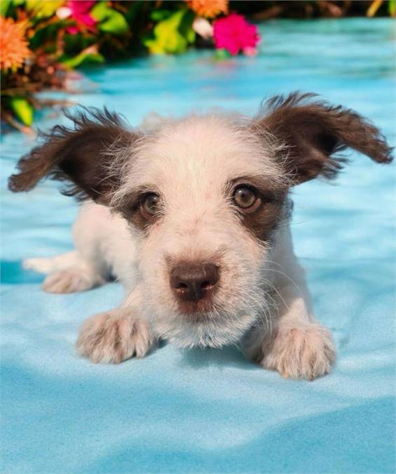 Jean the Schnauzer Mix at Husky House