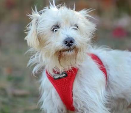 Jason the Terrier at Jersey Shore Animal Center