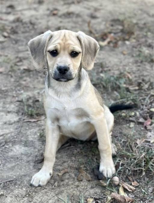 Velma the Beagle & Hound Mix at JKRC Rescue