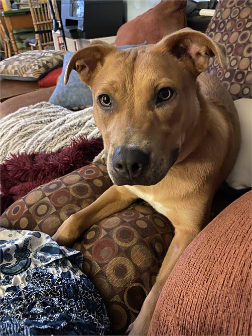 Rosie the Yellow Labrador Retriever & Shepherd Mix at JKRC Rescue