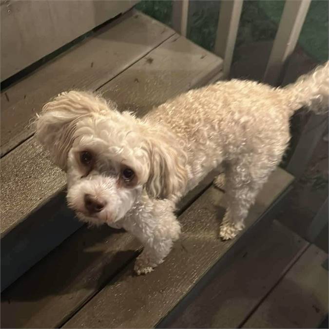 Pumpkin the Havanese Mix at Lost Paws Animal Rescue