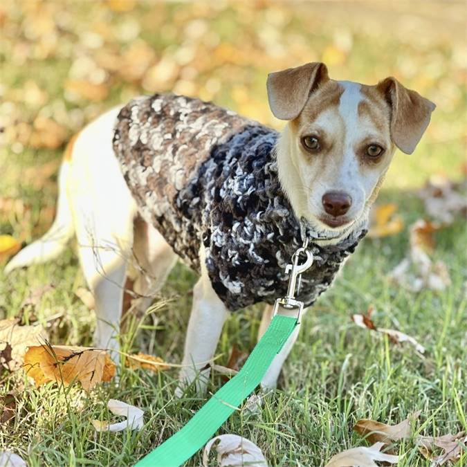 Raya the Terrier Mix at MatchDog Rescue