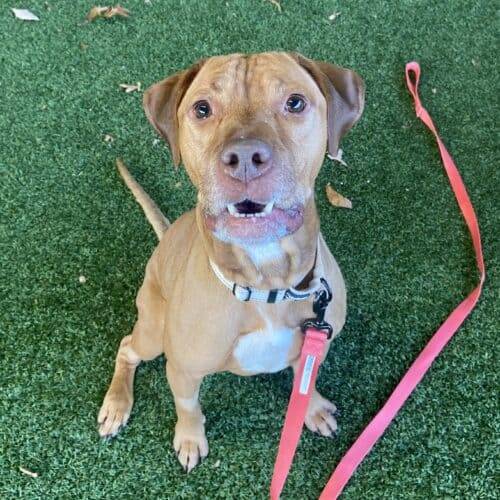 Archie the Pit Mix at Monmouth County SPCA