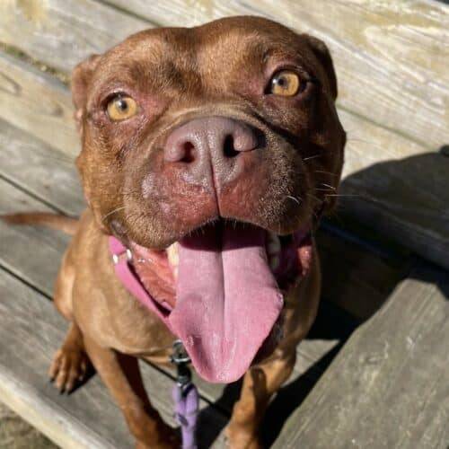 Calypso the Pitbull at Monmouth County SPCA