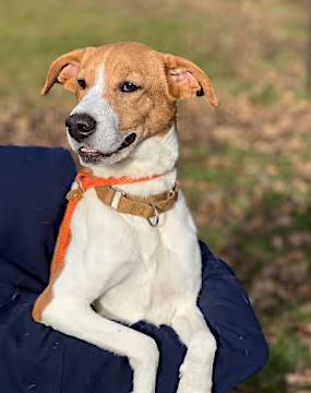 Kelly the English Pointer/Beagle at O.S.C.A.R.