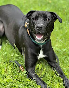 Lucy the Labrador Retriever/Border Collie at O.S.C.A.R.