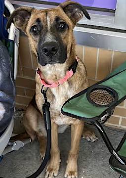 Daisy the Boxer/Shepherd at One Love Animal Rescue