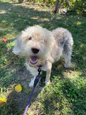 Tiger Lily the Beagle - Miniature Poodle at Ramapo-Bergen Animal Refuge