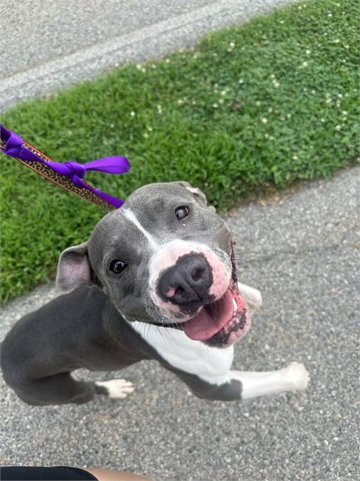 Elsie the American Staffordshire Terrier at Real Dog Rescue