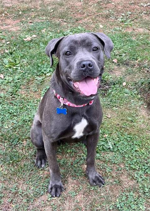 Ellie the Boxer & Cane Corso Mix at Rescue Ridge