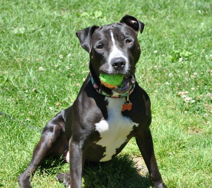 Freddie the Boxer & Staffordshire Bull Terrier Mix at Rescue Ridge