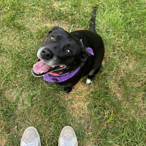 Nadia the Retriever - Black Labrador & Mix at Rosemarie's Rescue Ranch