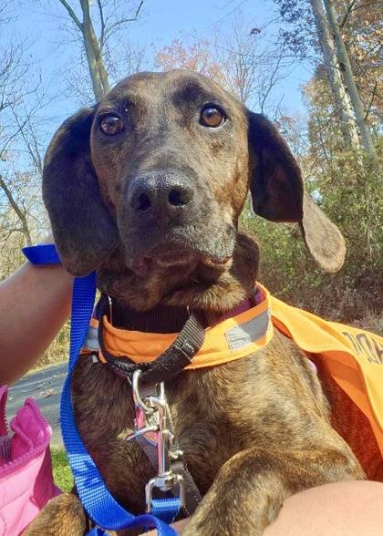 Becky the Plott Hound/Mix at St. Hubert's Animal Welfare Center