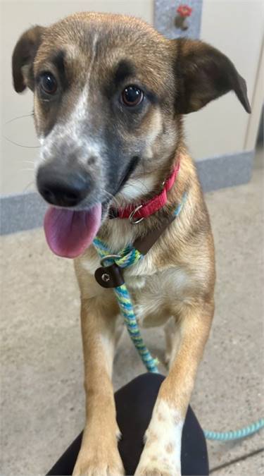 Nylah the German Shepherd/Mix at St. Hubert's Animal Welfare Center