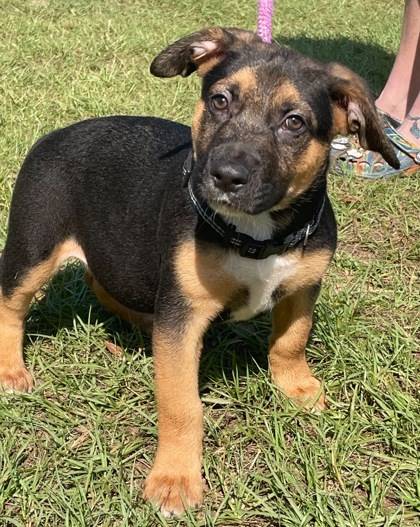 Unity the Shepherd/Mix at St. Hubert's Animal Welfare Center