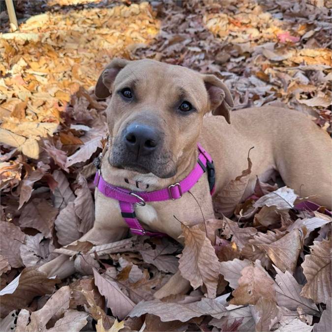 Macy the American Staffordshire Terrier / Shepherd / Mixed at Sammy's Hope