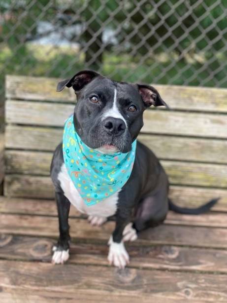 Roxie Hart the Pit Bull Terrier Mix at SAVE, A Friend to Homeless Animals