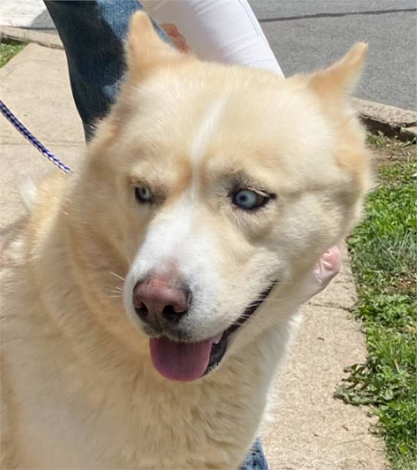 Sheba the Husky at the Franklin Township Animal Shelter