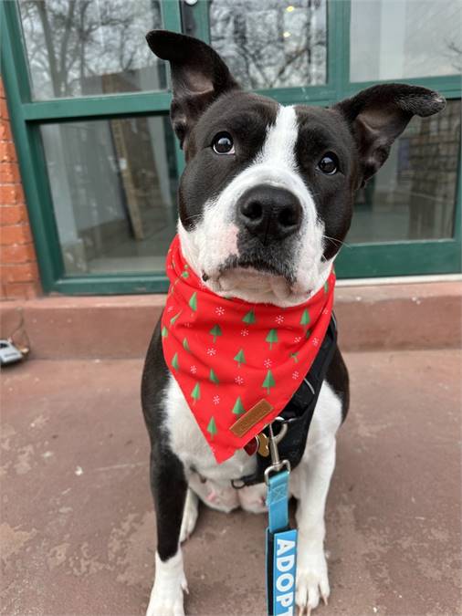 Cookies N' Cream the Mixed Breed at Every Last One Rescue