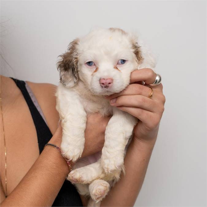 Eloise the Spaniel Mix at Animal Haven