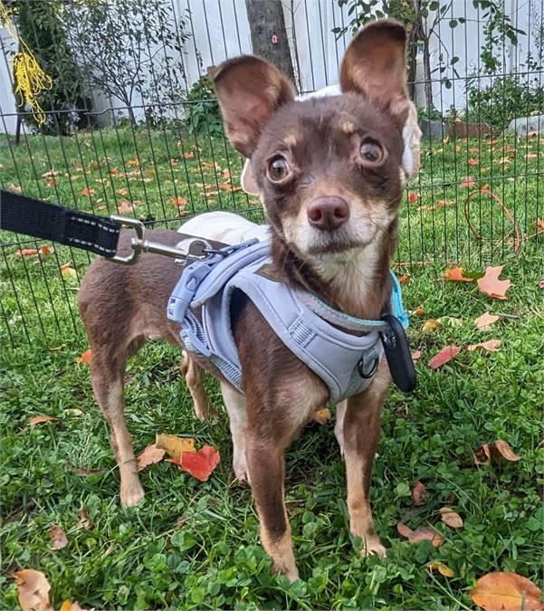 Dolly the Chihuahua at Heavenly Angels Animal Rescue