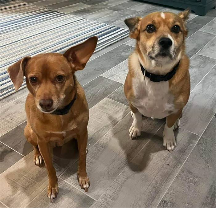 Peach and Pongo the Corgi & Chihuahua Mix Bonded Pair at Heavenly Angels AR