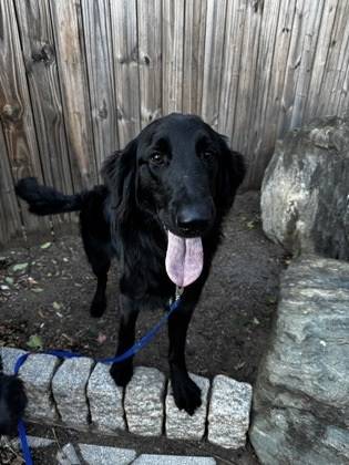 Duke the Flat-Coated Retriever at St. Hubert's Animal Welfare Center