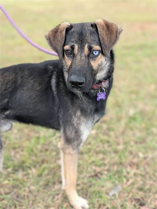 Stewart the Shepherd at at Home for Good Dog Rescue