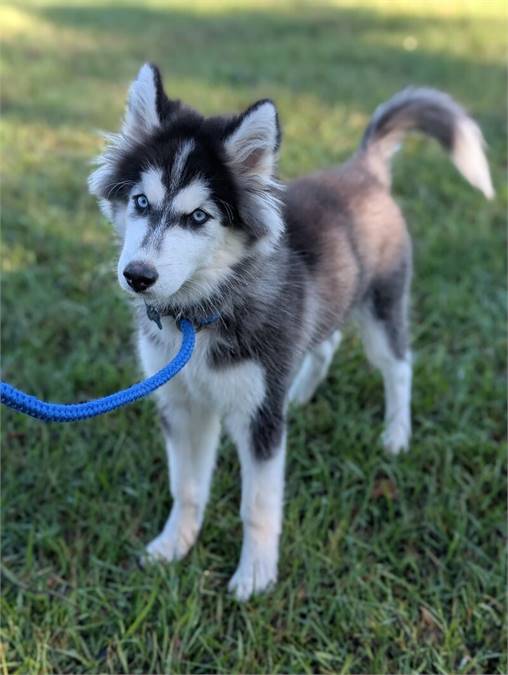 Wooly the Husky at Home for Good Dog Rescue