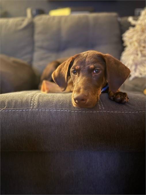 Aspen the Chocolate Labrador Retriever Mix at Home for Good Dog Rescue