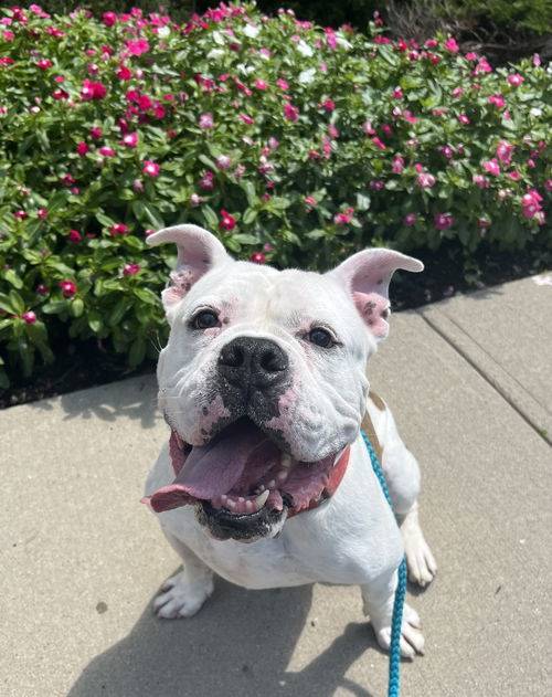 Bulldog Mix at Eleventh Hour Rescue