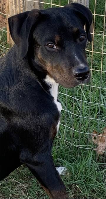 Rottweiler Mix at Eleventh Hour Rescue